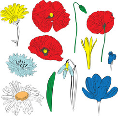 a set of spring flowers