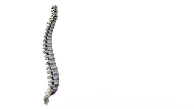 Real human spine turning in seamless loop on white background