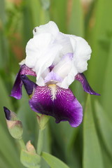 orchidea