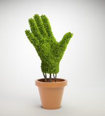 plant shaped like a human hand growing out of a pot