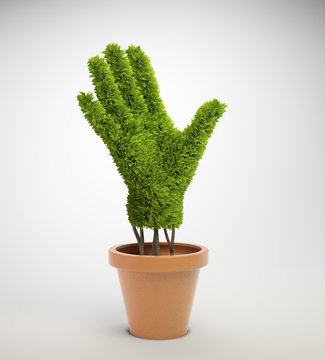 plant shaped like a human hand growing out of a pot