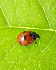 Obraz premium ladybug