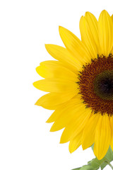 Fototapeta premium Sunflower closeup