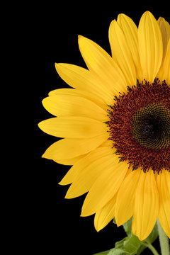 Sunflower closeup on black