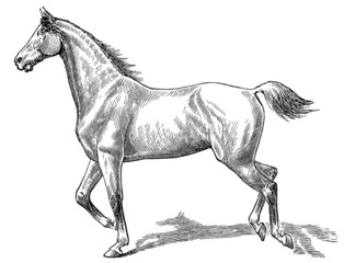 Obraz na płótnie Canvas Styl chodzić konia. Galop (prawo).