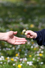 Blumenngeschenk