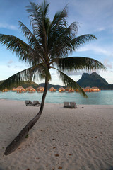Palm on Bora Bora