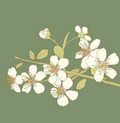 Cherry blossoms