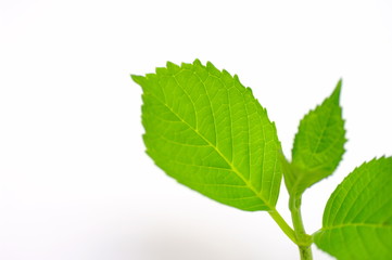 Fototapeta na wymiar Close-up z liści