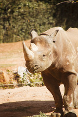 Fototapeta premium Rhinocerous Munching Grass