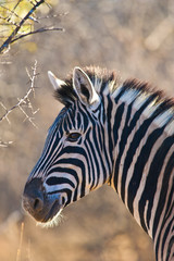 Naklejka premium Portrait of zebra