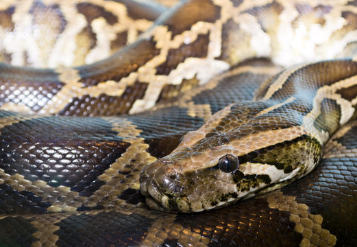 Closeup python