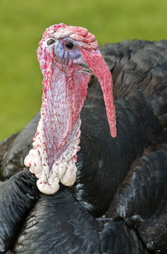 Portrait of male turkey (Meleagris)