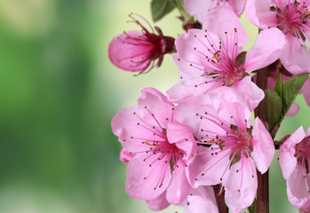 beautiful pink peach blossom on green background