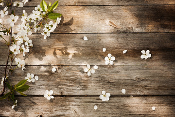 spring flowers on wooden background