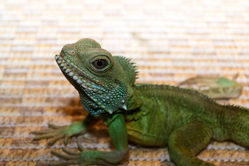 Iguana closeup