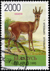 Roe. Postage stamp Belarus