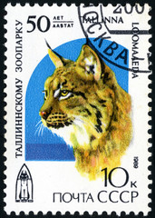 Eurasian Lynx. Postage stamp USSR