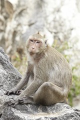 monkey,