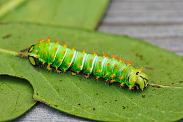 Raupe