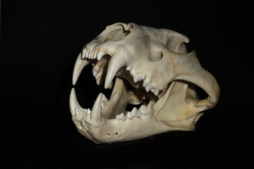 Left view of male lion skull