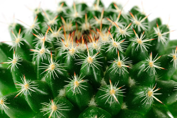 Obraz premium cactuses on white background