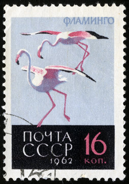 Flamingo. Postage stamp USSR