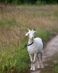 Goat on meadow