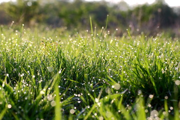 wet grass in the morning light