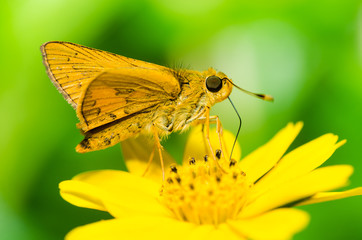butterfly macro in green nature
