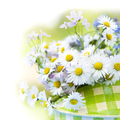 Fototapeta premium Gänseblümchen
