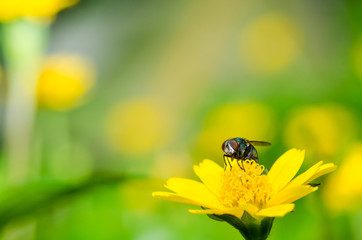 fly macro in green nature