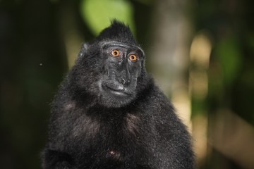 Macaque noir
