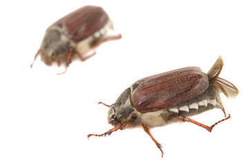 chafer isolated