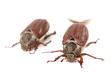 chafer isolated