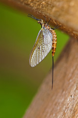 mayfly detail in early summer