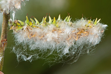 willow catkins turn to seed in spring