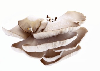 Oyster mushroom  Pleurotus ostreatus