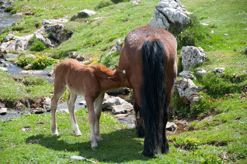 Obraz premium A brown horse feeding a foal