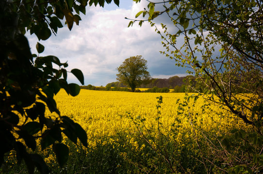 view to a trree through hedgerow