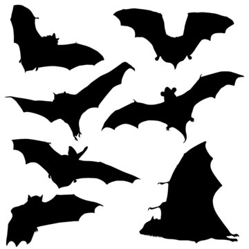 bat black silhouette illustration