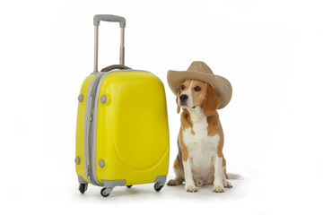 chien beagle avec valise et chapeau cow-boy