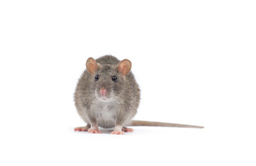 rat