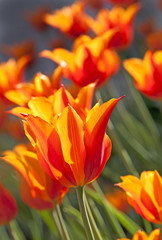 Obraz na płótnie Canvas Orange tulips
