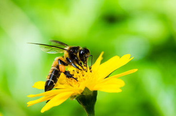 bee in macro green nature