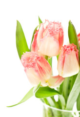 beautiful soft spring tulips on white