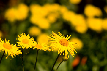 Chamomile plants