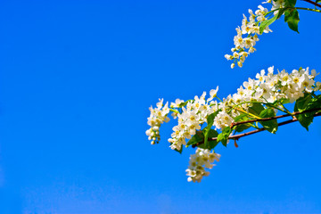 Blossomed wild pear-tree