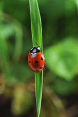 Ladybug on grass