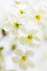 Naklejka na ściany i meble White cherry blossoms.